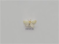 藏品(尺蛾237)的圖片